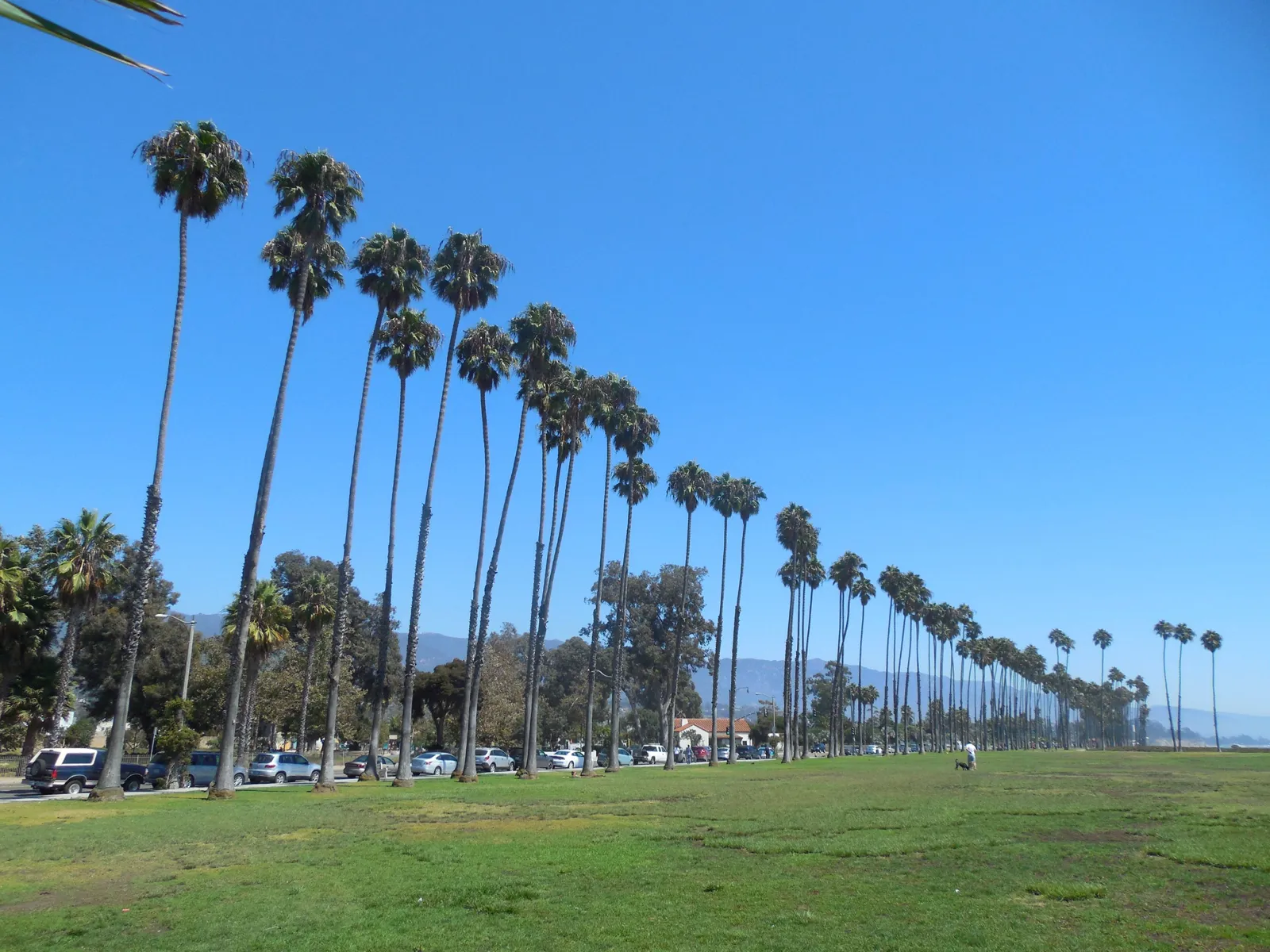 Tall palm trees lining the lawn along East Beach and Cabrillo Boulevard in Santa Barbara on a sunny day